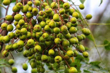 Hint ormanlarında ağaçtan sarkan lezzetli yeşil yabanmersini.