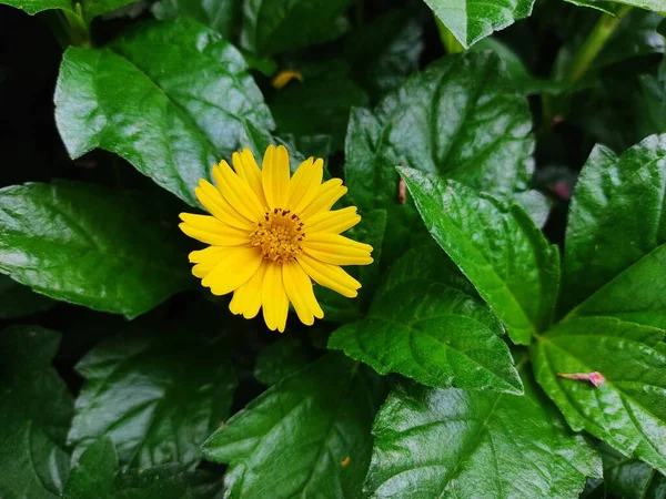 Beautiful Mini Sunflower Yellow Garden Flower Wedelia Chinensis — Stock Photo, Image