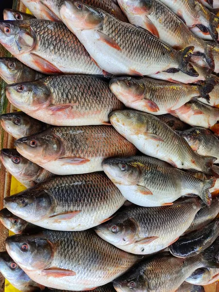 Nyskördad Rohu Karpfisk Arrangerad Rad För Försäljning Den Indiska Fiskmarknaden — Stockfoto