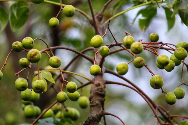 Zarte Grüne Waldbeere Hängt Indischen Wald Baum — Stockfoto