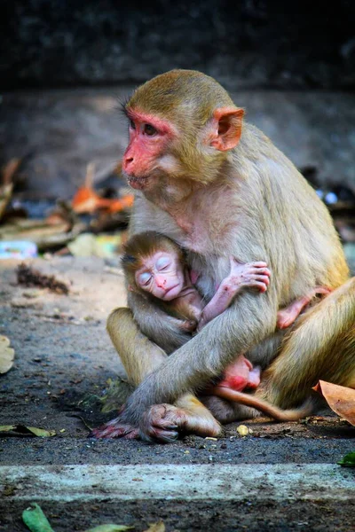 Mono Bebé Lindo Con Madre Día Madre Foto Especial — Foto de Stock
