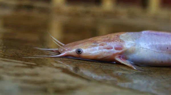 躺在地上的白化病琵琶鱼 — 图库照片