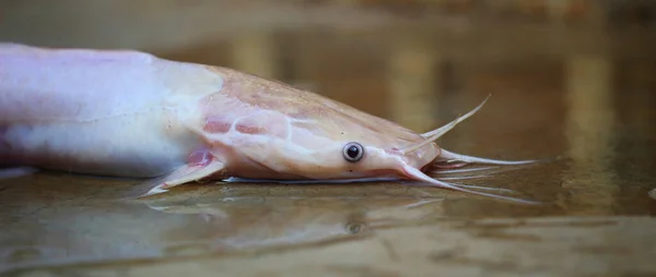 躺在地上的白化病琵琶鱼 — 图库照片