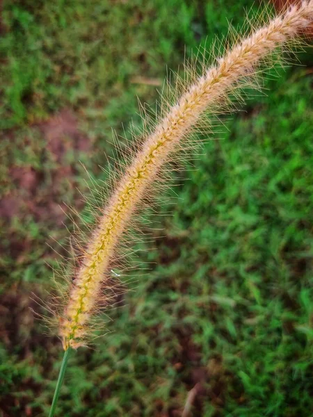 Beau Blé Comme Herbe Trouvée Dans Nature Dans Beau Fond — Photo