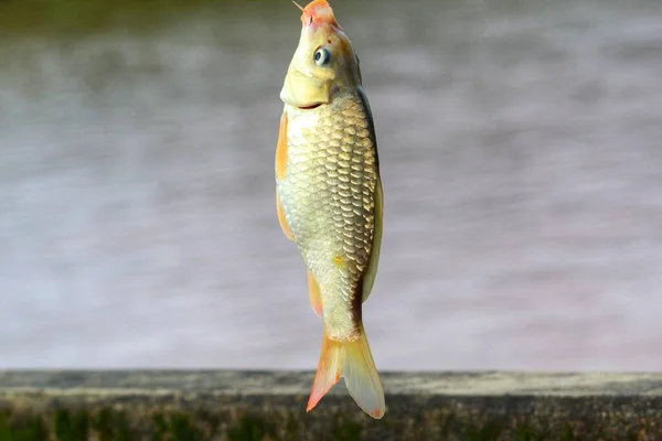 common carp cyprinus carpio fishing with hook and line hd