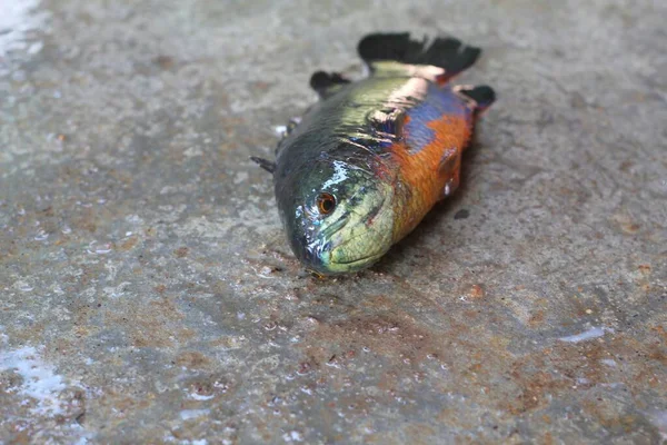 Anabas Peixe Escalada Poleiro Peixe Que Coloca Chão — Fotografia de Stock