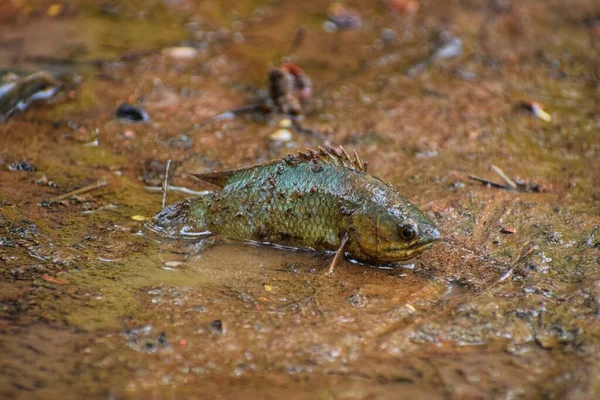 Anabas Poisson Grimpant Perchoir Poisson Posé Sur Sol Boueux Saison — Photo