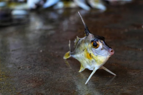 Triacanthus Biaculeatus Helikopter Stativfisch Auf Dem Boden Schönen Unscharfen Hintergrund — Stockfoto