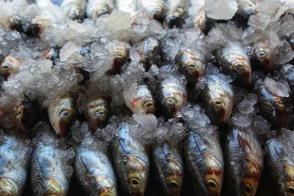 Gran Mugil Cephalus Pez Salmonete Gris Arreglado Hielo Para Venta —  Fotos de Stock