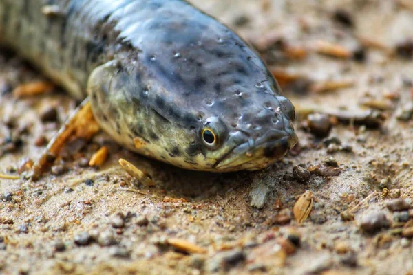 Schlangenkopf Channa Murmelfisch Auf Dem Boden Liegend Nahaufnahme Von Auge — Stockfoto