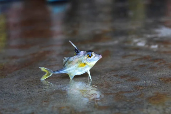 Triacanthus Biaculeatus Helikopter Stativ Fisk Marken Fin Oskärpa Backgound — Stockfoto