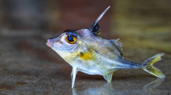 Triacanthus Biaculeatus Helikopter Stativ Fisk Marken Fin Oskärpa Backgound — Stockfoto