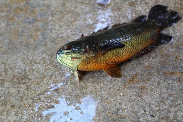 물고기를 기어오르는 아나콘다 — 스톡 사진