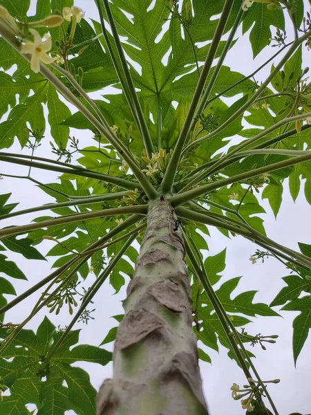 Bio Papayaanbau Frische Papayafrüchte Pflanze Mit Grünen Blättern — Stockfoto