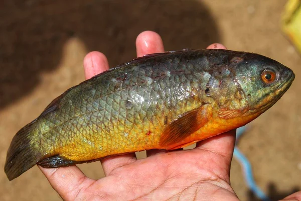 Colorido Anabas Peixe Escalada Poleiro Peixe Mão Bom Fundo Borrão — Fotografia de Stock