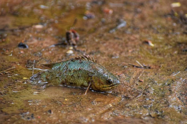 Anabas Poisson Grimpant Perchoir Poisson Posé Sur Sol Boueux Saison — Photo