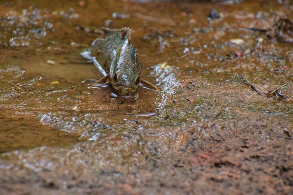 Anabas Fish Climbing Perch Fish Laying Mud Ground Rainy Season — Stock Photo, Image