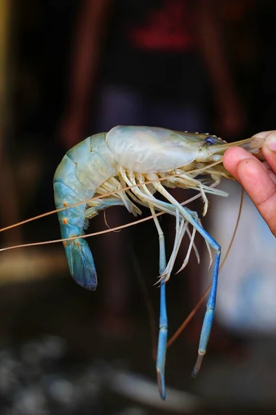 Grande Camarão Água Frsh Macrobrachyum Rosenbergii Mão Mercado Peixe Indiano — Fotografia de Stock