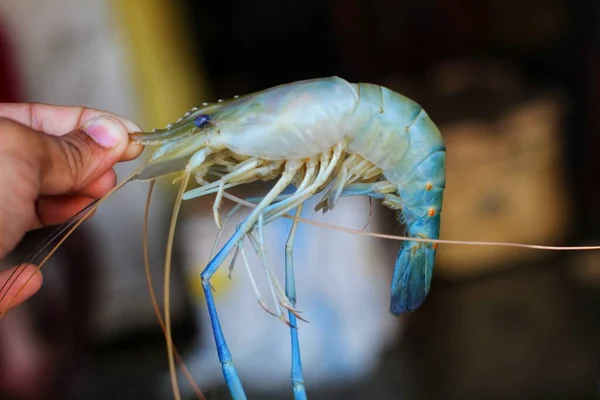 Gambas Agua Dulce Macrobrachyum Rosenbergii Mano Mercado Indio Pescado — Foto de Stock