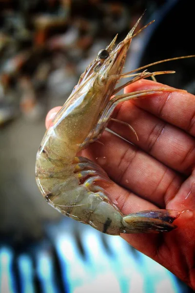 Harimau Udang Penaeus Monodon Tangan — Stok Foto