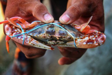 Büyük deniz mavisi yüzücü yengeç Portunus pelagicus elinde farklı açıda
