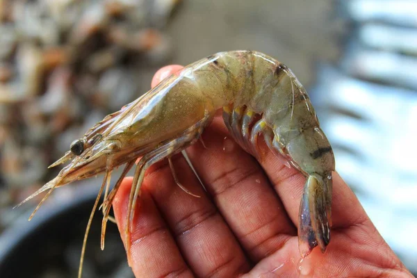 Tiger Prawn Penaeus Monodon Hand — Stock Photo, Image