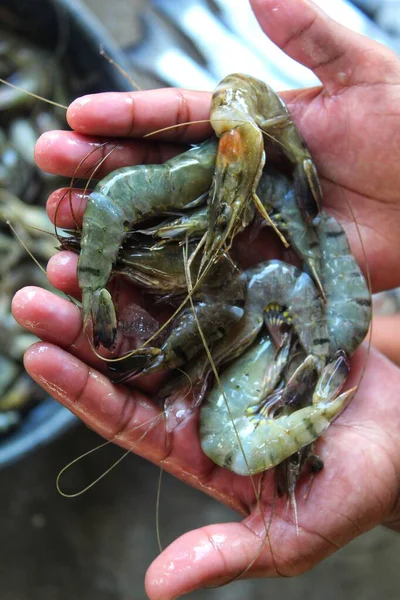 Tiger Prawn Penaeus Monodon Hand — Stock Photo, Image