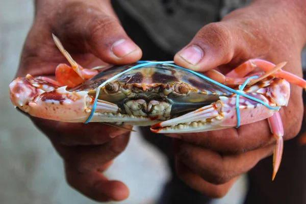 Grote Zee Blauwe Zwemkrab Portunus Pelagicus Verschillende Hoeken — Stockfoto