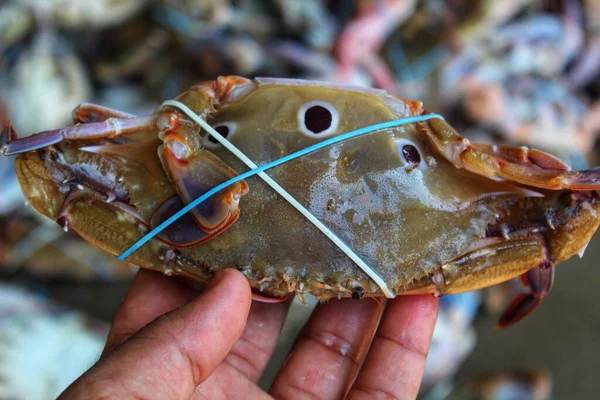 Nagy Tengeri Kék Úszó Rák Portunus Pelagicus Kezében Különböző Szögben — Stock Fotó