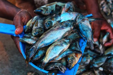 Tilapia balık yığını Güney Asya balık pazarında satılıktır.