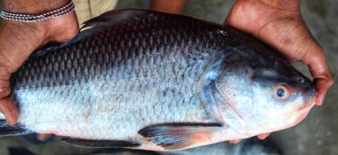 Sazan balığının eli güzel bulanık bir arka planda