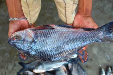 Sazan balığının eli güzel bulanık bir arka planda