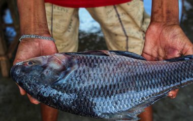 Sazan balığının eli güzel bulanık bir arka planda