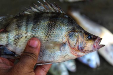 Asya levrek balığının güzel bulanık arkaplan görüntüsü