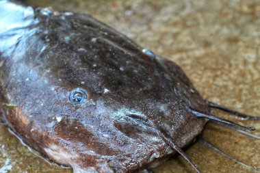 Büyük Melez Magur Clarias Balığı baş ve mavi göz manzarasını kapatır