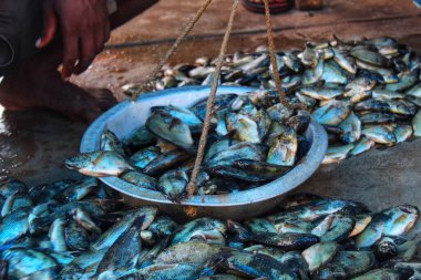 Geleneksel tartıda tilapia balığı tartısı