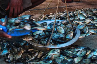 Geleneksel tartıda tilapia balığı tartısı