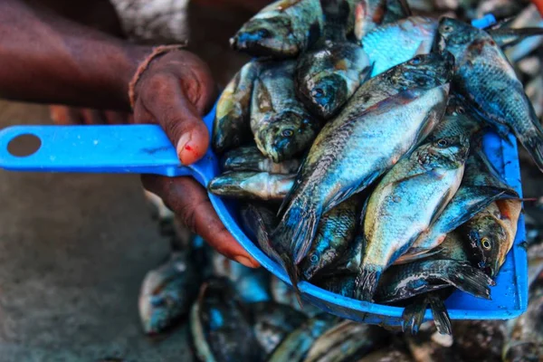 南亚鱼类市场出售的罗非鱼群 — 图库照片