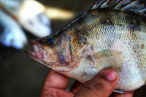 close up view of asian sea bass fish  in hand in nice blur background