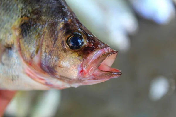 Close View Asian Sea Bass Fish Hand Nice Blur Background — Fotografia de Stock