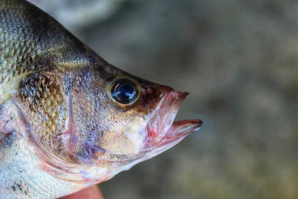 Vista Cerca Pescado Lubina Asiática Mano Fondo Borroso Agradable — Foto de Stock