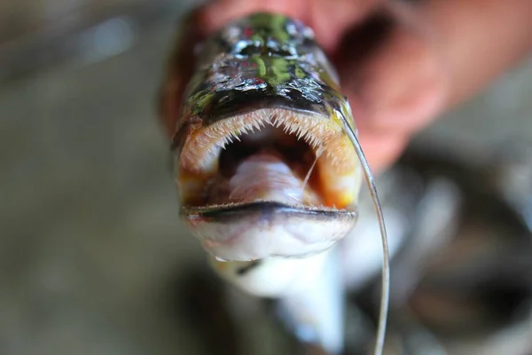 Vista Cerca Wallago Attu Boca Con Dientes Afilados Tiburón Agua — Foto de Stock