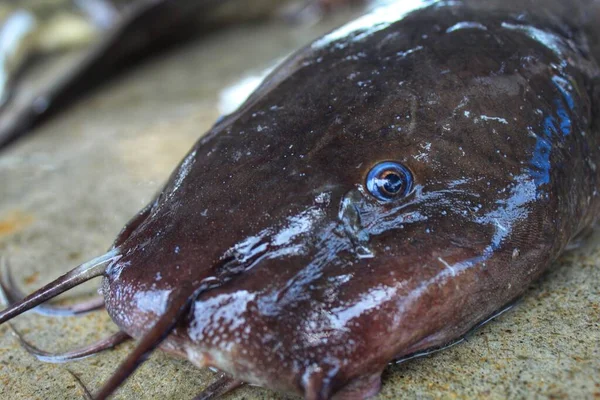 Grande Híbrido Magur Clarias Peixe Close Vista Cabeça Olho Azul — Fotografia de Stock