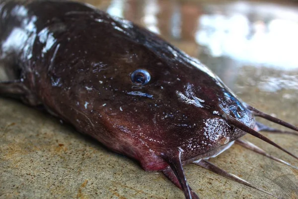 Nagy Hibrid Magur Clarias Halak Közelről Kilátás Nyílik Fej Kék — Stock Fotó