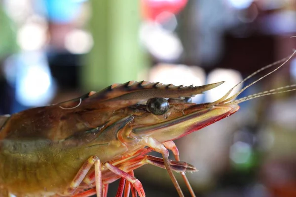 Penaeus Tiger Langostino Mano Cerca Vista Bonito Fondo Borroso — Foto de Stock