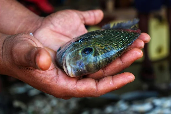 Pearlspot Fish Hand Etroplus Fish Hand — Stock Photo, Image