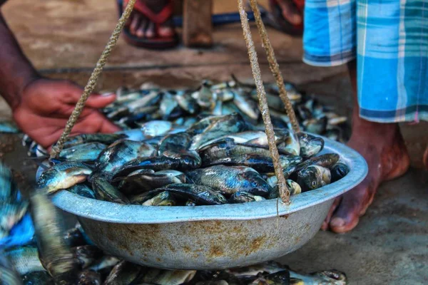 Weighing Tilapia Fish Traditional Weighing Balance — Stock Photo, Image