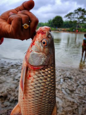 Sazan balığı ctenopharyngadon çiftçinin elinde
