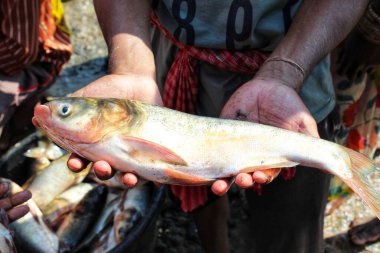 Balık çiftçisinin elindeki büyük gümüş sazan balığı.