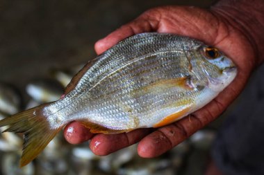 Farklı vücut parçalarının seçici odak noktası ellerinde sarı yüzgeçli deniz çipurası